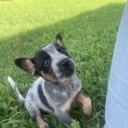 Australian Cattle Dog Puppies from Twisted C Heelers
