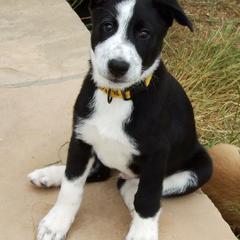 Canaan Dog Puppies from Kol Tuv Canaan Dogs