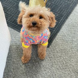 Ellie - Goldendoodle