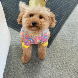 Ellie - Goldendoodle