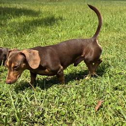 Mack - Dachshund
