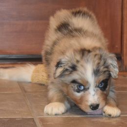 Australian Shepherd Puppies from Maggie Withers' Australian Shepherds