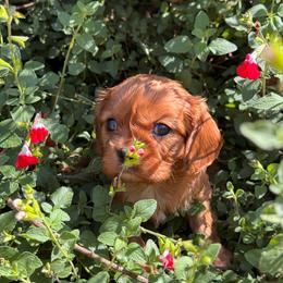 George - Ruby male Cavalier King Charles Spaniel puppy in California from Tinkerpups