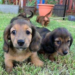 Winnie - Cream female Dachshund puppy in Cottonwood, Arizona from Ohana Mini Dachs
