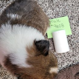 Shetland Sheepdog Puppies from Jones Stacy