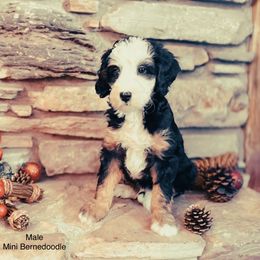 Boy 2 - Tri-color male Bernedoodle puppy in Montrose, Michigan from Livy’s Doodles