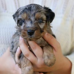 Luke - Blue merle male Aussiedoodle puppy in Orleans, Indiana from Mae Blossom Puppies
