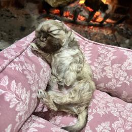 Pongo - Chocolate male Shih Tzu puppy in Rockmart, Georgia from Sonya Garrett