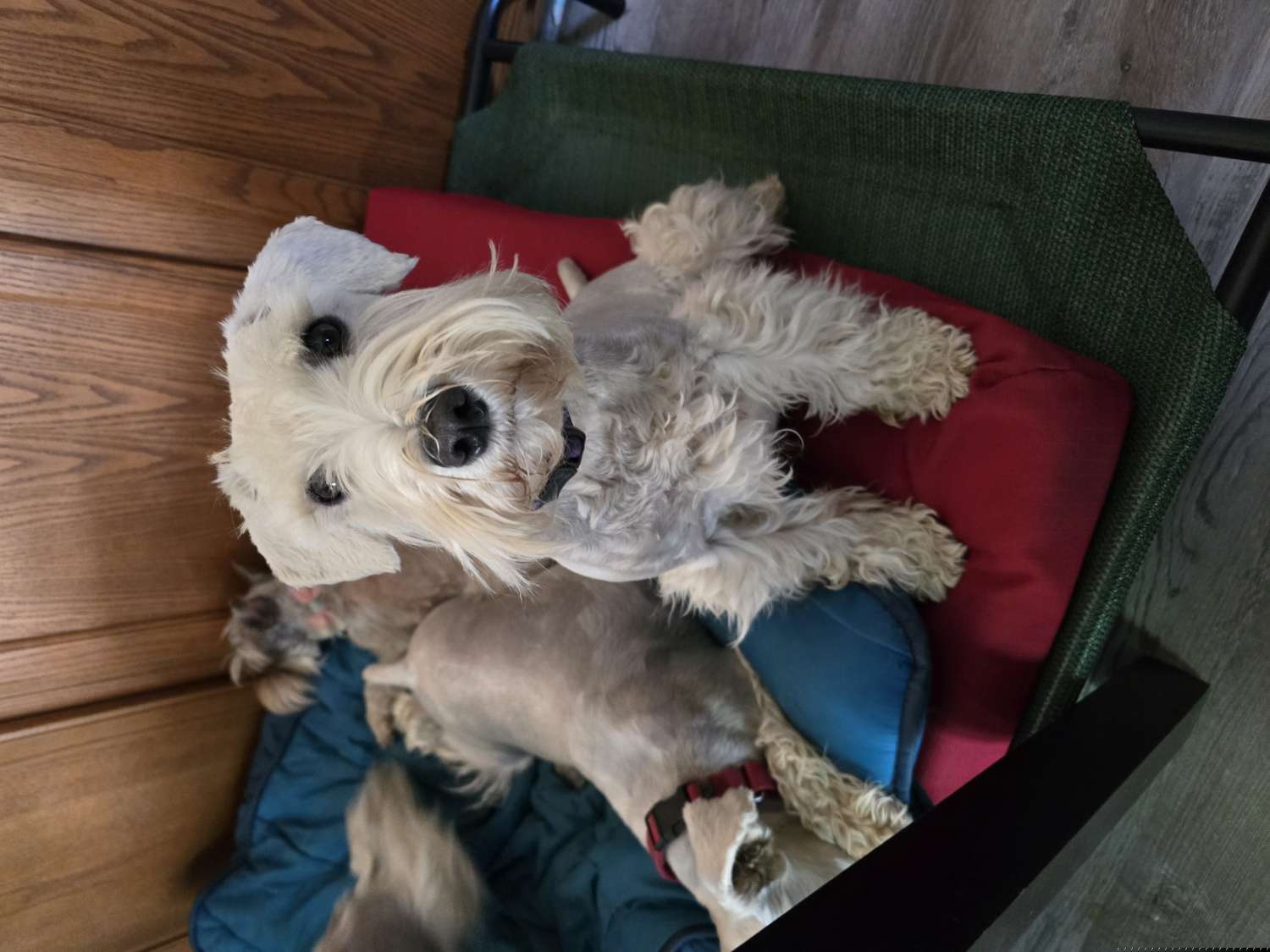 CeCe - Miniature Schnauzer