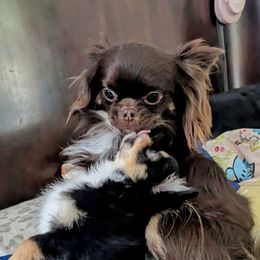 Chihuahua Puppies from Golden State Chihuahuas