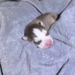 Savanna - Brown and white female Siberian Husky puppy in Avoca, Michigan from Repurposed Paradise Farm