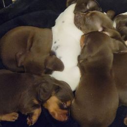 Dachshunds from Idaho Dachshunds