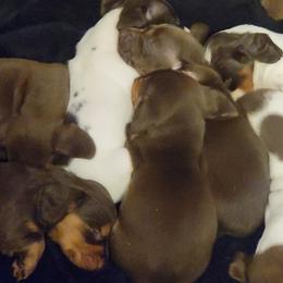 Dachshunds from Idaho Dachshunds