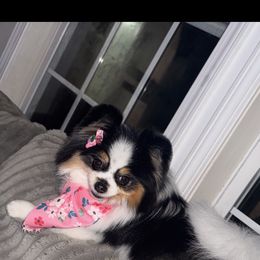 Zelda - Pomeranian