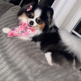 Zelda - Pomeranian