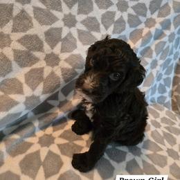 Brown - Brown and white female Bernedoodle puppy in Columbia, Illinois from Hillcastle Breeders