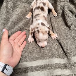 Girl 1 - Red merle female Catahoula Leopard Dog puppy in Palestine, Texas from Hidden Creek Catahoulas