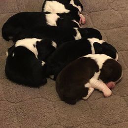 English Springer Spaniel Puppies from Journey Kennels
