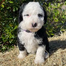 Purple - Black and white female Sheepadoodle puppy in Archer, Florida from Gainesville Sheepadoodles