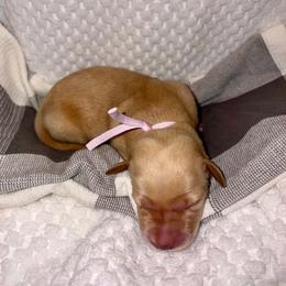 Dark Pink - Yellow female Labrador Retriever puppy in Heath Springs, South Carolina from Rich Hill Retrievers