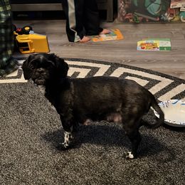 Star - Shih Tzu