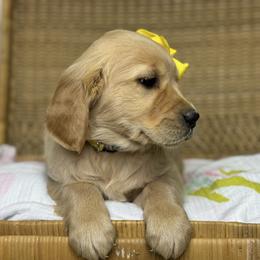 Miss Yellow - Golden female Golden Retriever puppy in Tonasket, Washington from Denzil’s Goldens