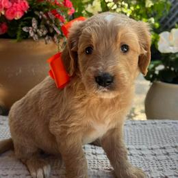 Coreopsis - Cream male Goldendoodle puppy in The Woodlands, Texas from Gracie's Goldendoodles and Bernedoodles