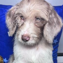 Cristiano Ronaldo (Portugal) - Merle male Labradoodle puppy in Kingston, Georgia from CC Familydoodles