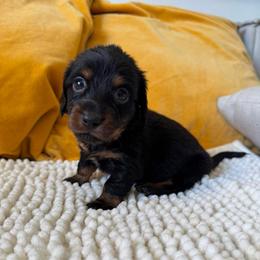 Midnight - Black and tan female Dachshund puppy in Calexico, California from The house of Dachshund