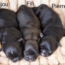 Shichon and Shih Tzu Puppies from Manor Hills Shih Tzus