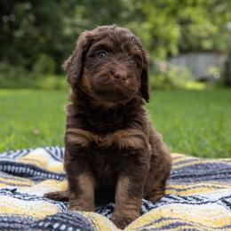 Meatlug - Red phantom female Aussiedoodle puppy in Mountain Home, Arkansas from Amos and Oak Doodles