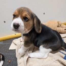 Violet - Black tan and white male Beagle puppy in Vallejo, California from Tailwindfarm