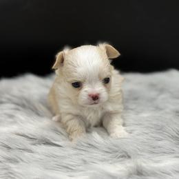 Star - Cream and white female Chihuahua puppy in Lee Center, New York from Alfheim-Andromeda Chihuahua's (A &A's)