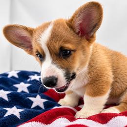 Pembroke Welsh Corgi Puppies from Soaring Eagle Corgis