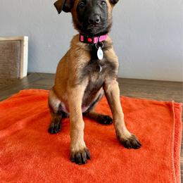 Ahsoka (Hot Pink) - Mahogany female Belgian Malinois puppy in Buckeue, Arizona from Légende Vivante Du Chief Kennel
