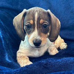 Townsend - Piebald male Dachshund puppy in Memphis, Tennessee from River City Doxies
