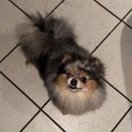 Daisy - Merle female Pomsky puppy in Green Bay, Wisconsin from OG's Pomskies