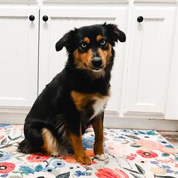 Leia - Miniature Australian Shepherd