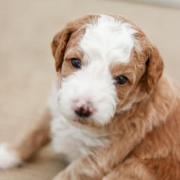 Goldendoodles from Fox Hollow Doodles