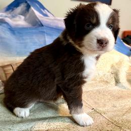 Salty - Red tri male Miniature Australian Shepherd puppy in Port Saint Lucie, Florida from Charlene Brannon's Mini Australian Shepherds