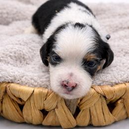 Pepper - Tri-color male Cavapoo puppy in Beech Island, South Carolina from New Moon Farm Canines