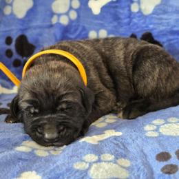 Yellow Collar Brindle Boy - Brindle male Mastiff puppy in Auburn, Kansas from Puppy Paradise:  English Mastiff Puppies & Standard Goldendoodle Puppies