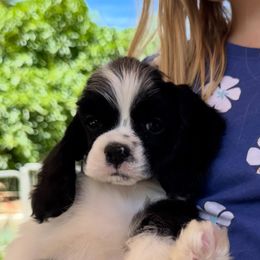 Blue collar - Black and white male Cocker Spaniel puppy in Bonsall, California from CuttinBlue Farms