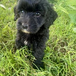 Fruit Loops - Black and white female Aussiedoodle puppy in Edmond, Oklahoma from Oodles of Doodles and Poodles