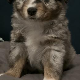 Australian Mountain Doodle and Miniature American Shepherd Puppies from Little Loves Farm