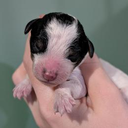 Mei - Parti female Poodle puppy in Salem Township, Maine from Moirae Poodles