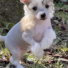 Chinese Crested Puppies from Aero Chinese Cresteds