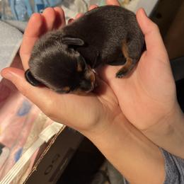 Dachshund Puppies from Mahzian Miniature Dachshunds