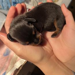 Dachshund Puppies from Mahzian Miniature Dachshunds
