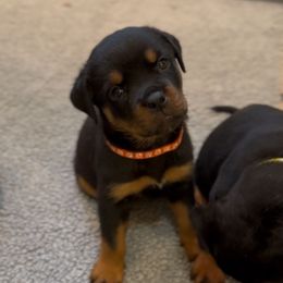 Orange collar - Black and mahogany female Rottweiler puppy in Birmingham, Alabama from K&B Rotts